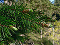 Image 35Pinaceae: needle-like leaves and vegetative buds of Coast Douglas fir (Pseudotsuga menziesii var. menziesii) (from Conifer)