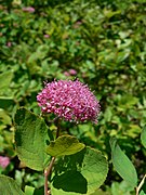 Spiraea splendens.