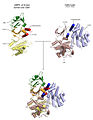 Stabilisation of the αC helix during activation of kinases