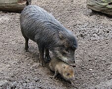 White-lipped peccary