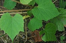 Photographie montrant le feuillage de Vitis amurensis.