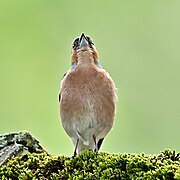 Pinzón cantando, Alemania