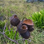 Dry seed pods