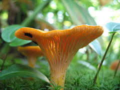 Cantharellus cibarius