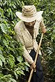 Image 10Brazil is the largest producer and exporter of coffee in the world. Brazilian coffee farmer producing. (from Economy of Brazil)