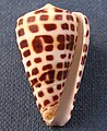 Conus eburneus, apertural view Hwass in Bruguière, J.G., 1792