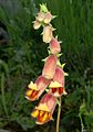 Digitalis obscura