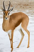 Brown and white bovid