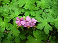 Geranium macrorrhizum