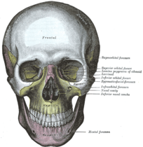 Schedel frontaal zicht, Gray's Anatomy