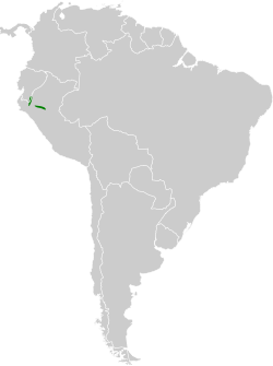 Distribución geográfica del titirijí pechicanelo.