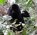 Pukamaki q'utu k'usillu (Alouatta belzebul)