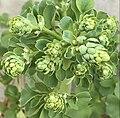 Developing inflorescence, showing glaucous, pinecone-like clusters of buds and bracts, Kew Gardens