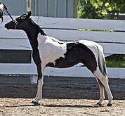 A black and white tobiano pony