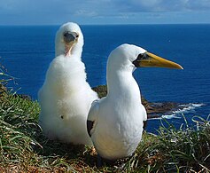 Masked boobies