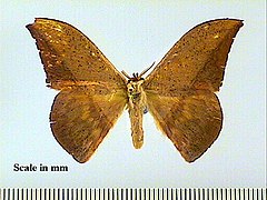 Oxytenis modestia (Saturniidae, Oxyteninae)