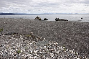 Northern Koura crayfish on the beach at Wharewaka