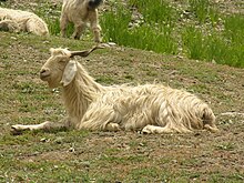 Pashmina Goat.jpg