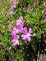 Primula minima