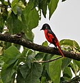 Male in at Jayanti in Buxa Tiger Reserve in Jalpaiguri district of West Bengal, India.