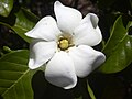 Gardenia brighamii - flower