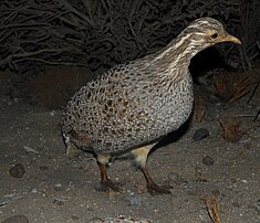 Tinamou de Patagonie (Tinamotis ingoufi)