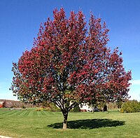 Autumn color