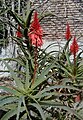 Aloe arborescens (A.candelabru)