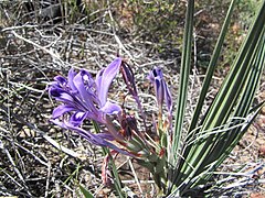 Babiana rigidifolia