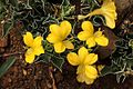 Barleria randii