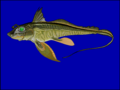 Unha quimera (Chimaera monstrosa)