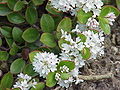 Veronica decumbens