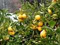 Citrons sur l'arbre