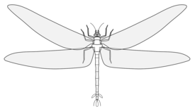 Реконструкция Meganeuropsis permiana