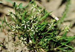 Mažoji strugena (Myosurus minimus)