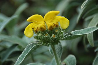 Phlomisa (Phlomis)