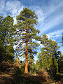 Arizonos geltonoji pušis (Pinus ponderosa subsp. brachyptera) auganti Braiso kanjono nacionaliniame parke, pietų Jutoje.