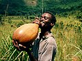 Image 41Palm wine is collected, fermented and stored in calabashes in Bandundu Province, Democratic Republic of the Congo. (from List of alcoholic drinks)