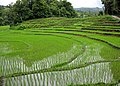 水田の水稲