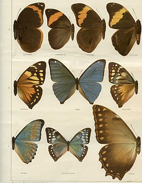 O macho de M. aega é a borboleta azul, central, nesta ilustração do ano de 1912. As três fêmeas, à esquerda, direita e abaixo do macho, correspondem às formas descritas mellinia, bisanthe e pseudocypris, respectivamente.[1]