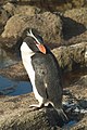 Snares Penguin Eudyptes robustus