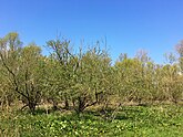 Vloedstruweel als brede mantelzone van een vloedbos