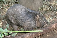 Borris the wombat at Lone Pine Koala Sanctuary