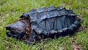 Thumbnail for Alligator snapping turtle