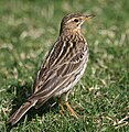 Red-throated pipit