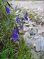 Campanula scheuchzeri