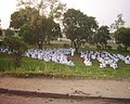 Image 33Branhamist worshippers in Kinshasa (from Culture of the Democratic Republic of the Congo)