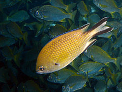 Chromis limbata