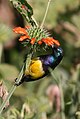 Der Nektarvogel Cinnyris venustus im Arusha-Nationalpark