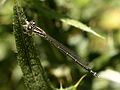 Coenagrion mercuriale femella